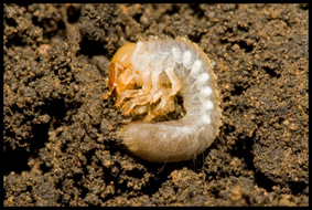 Chafer grub